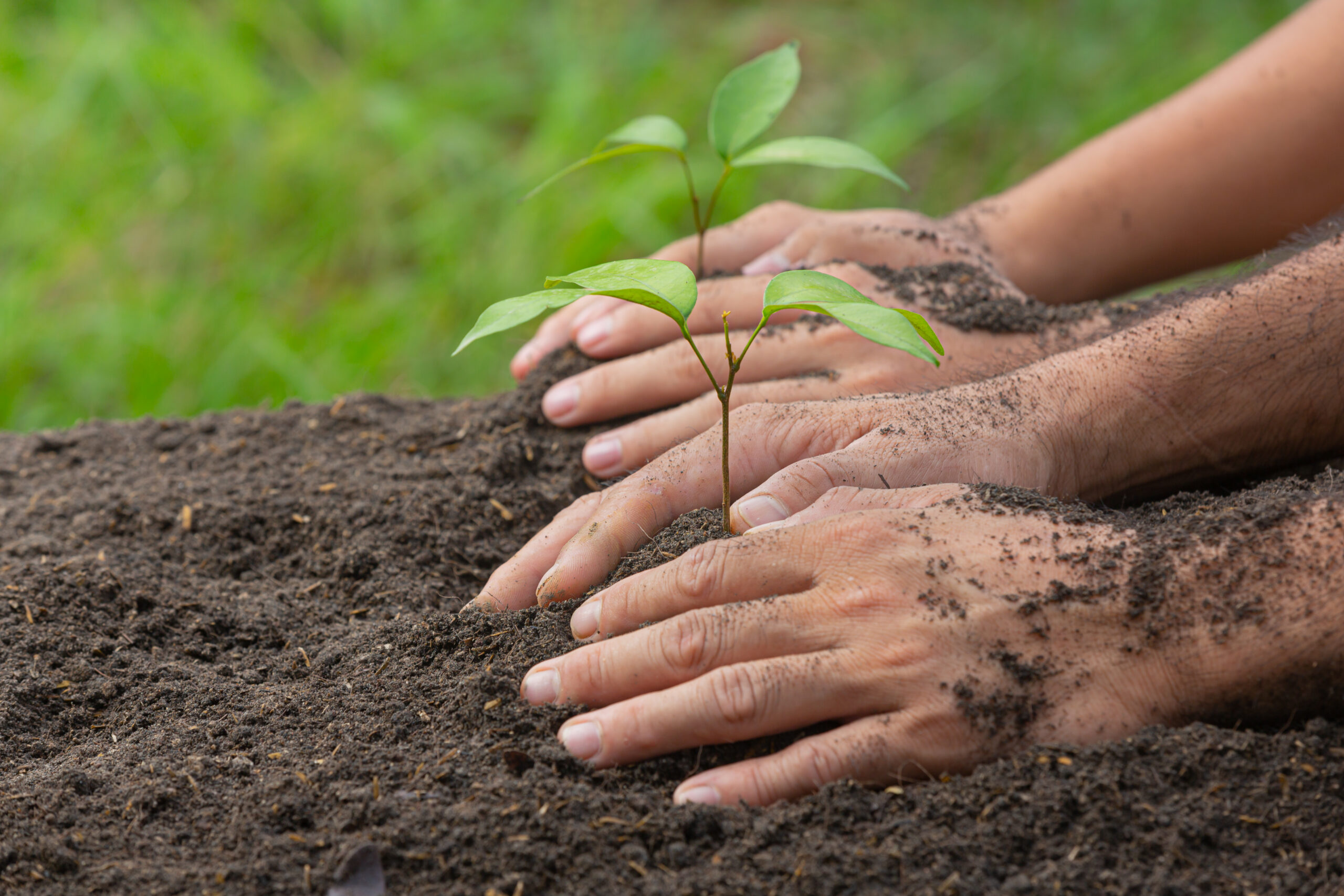 close up picture of hand holding planting the sapling of the pla